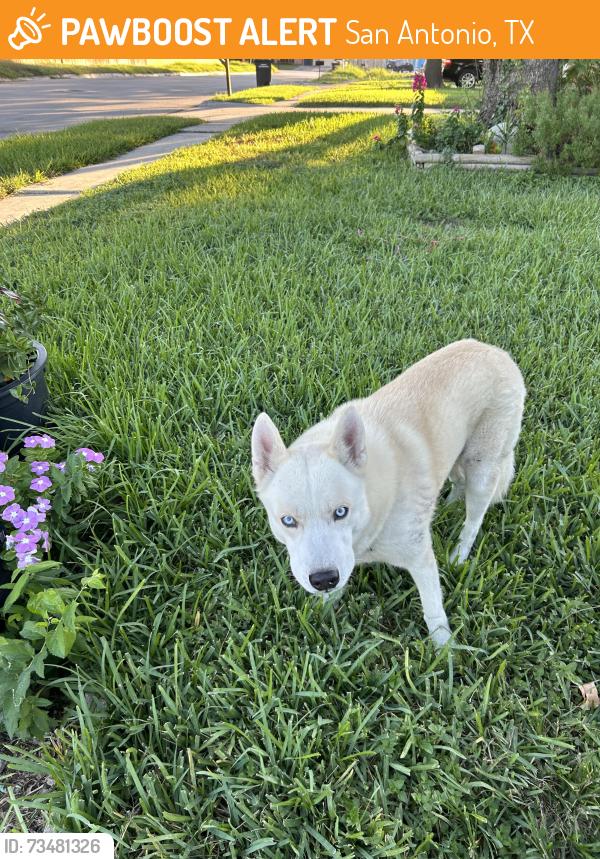Found/Stray Male Dog last seen Ridge creek dr and ridge dale dr, San Antonio, TX 78233