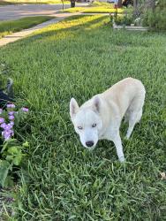 Found/Stray Male Dog last seen Ridge creek dr and ridge dale dr, San Antonio, TX 78233