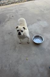 Found/Stray Female Dog last seen La mesa and topaz, Victorville, CA 92392