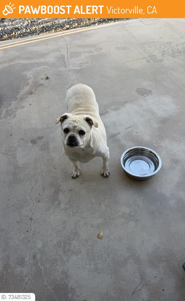 Found/Stray Female Dog last seen La mesa and topaz, Victorville, CA 92392