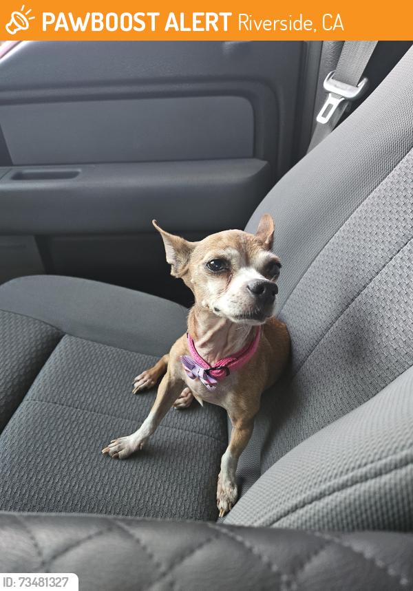 Found/Stray Female Dog last seen Arlington, Riverside, CA 92504