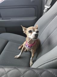 Found/Stray Female Dog last seen Arlington, Riverside, CA 92504