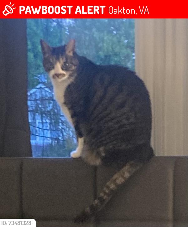 Lost Male Cat last seen Near Flint Hill Upper School, Oakton, VA 22124