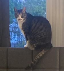 Lost Male Cat last seen Near Flint Hill Upper School, Oakton, VA 22124