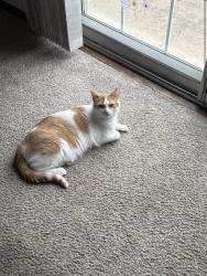 Lost Female Cat last seen Farlin Avenue, Green Bay, WI 54302