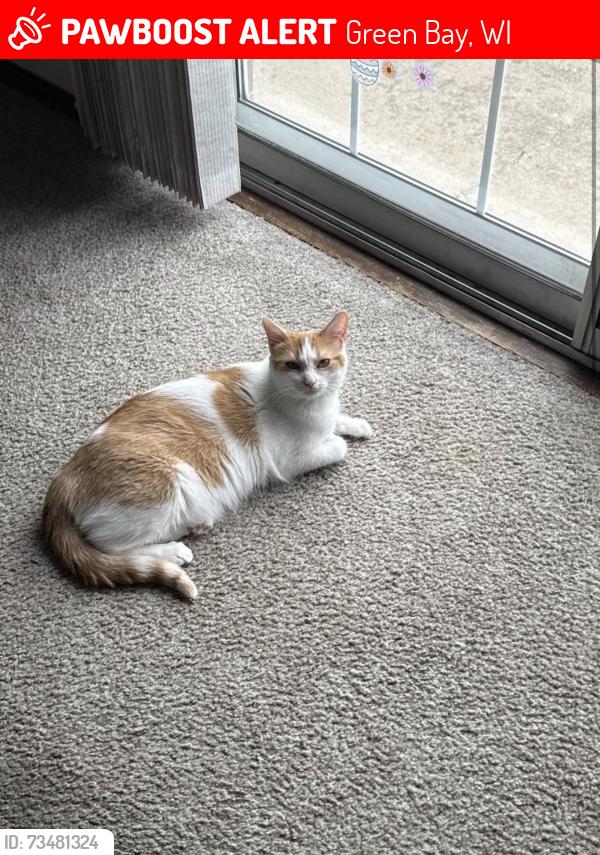 Lost Female Cat last seen Farlin Avenue, Green Bay, WI 54302