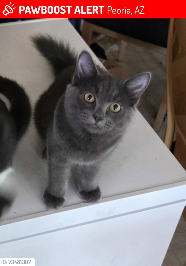 Lost Female Cat last seen 86th Avenue and Puget Avenue outside our home, Peoria, AZ 85345
