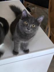 Lost Female Cat last seen 86th Avenue and Puget Avenue outside our home, Peoria, AZ 85345