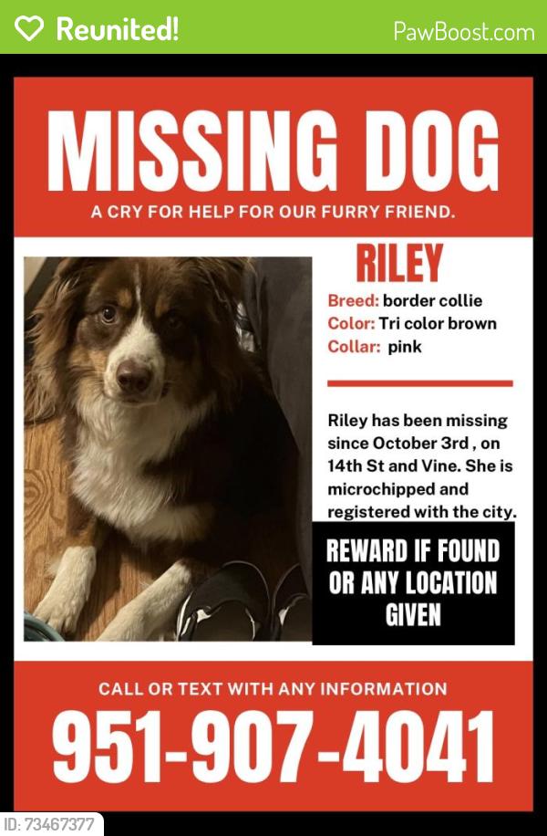 Reunited Female Dog last seen 14th St and Vine, Highland, CA 92346