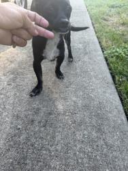 Found/Stray Male Dog last seen Plantation Cove Ln, Harris County, TX 77449