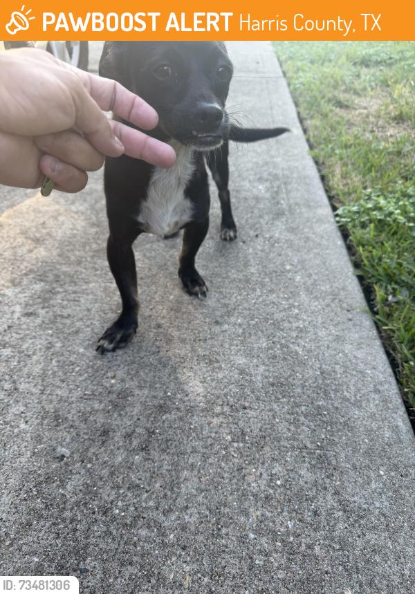 Found/Stray Male Dog last seen Plantation Cove Ln, Harris County, TX 77449
