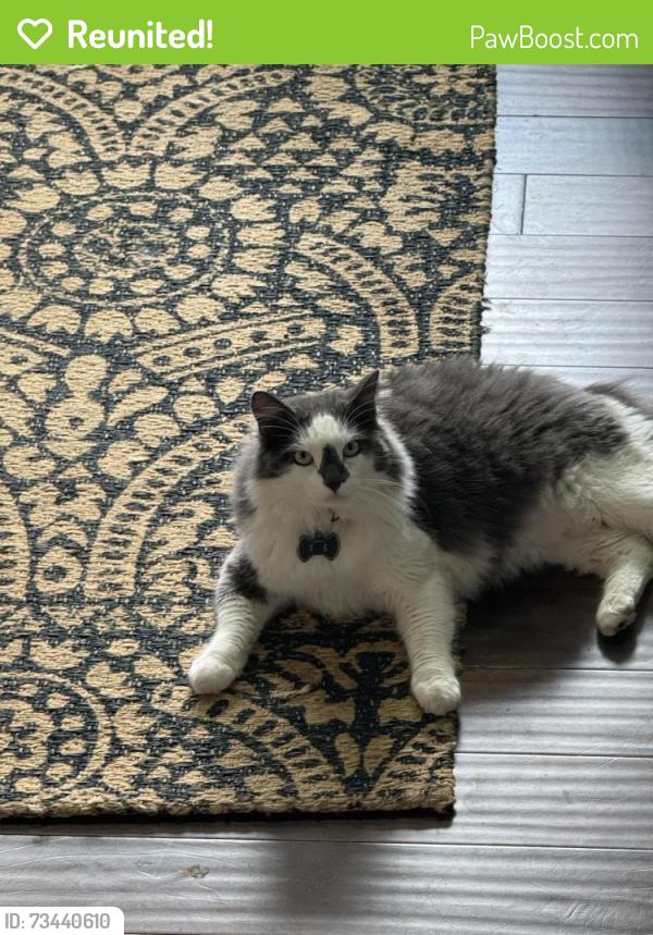 Reunited Male Cat last seen Hwy 81 and 86, Anderson County, SC 29621