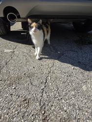 Found/Stray Unknown Cat last seen Cincinnati and N Sabinas, San Antonio, TX 78201