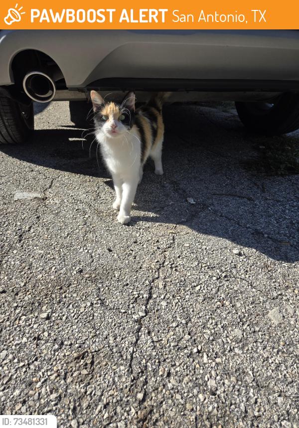 Found/Stray Unknown Cat last seen Cincinnati and N Sabinas, San Antonio, TX 78201