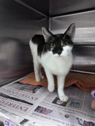 Shelter Stray Female Cat last seen , West Valley Animal Shelter, 20655 Plummer St, Chatsworth, CA 91311, USA