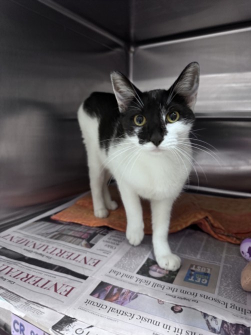 Shelter Stray Female Cat last seen , West Valley Animal Shelter, 20655 Plummer St, Chatsworth, CA 91311, USA