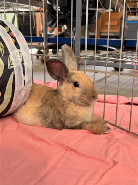 Shelter Stray Female Other last seen , 3201 Lacy St, Los Angeles, CA 90031, USA