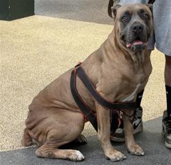 Shelter Stray Female Dog last seen , 3201 Lacy St, Los Angeles, CA 90031, USA
