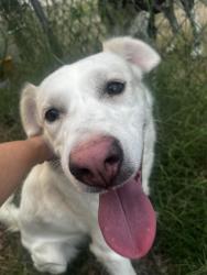 Found/Stray Male Dog last seen I10 and Miracle Mile, Tucson, AZ 85705