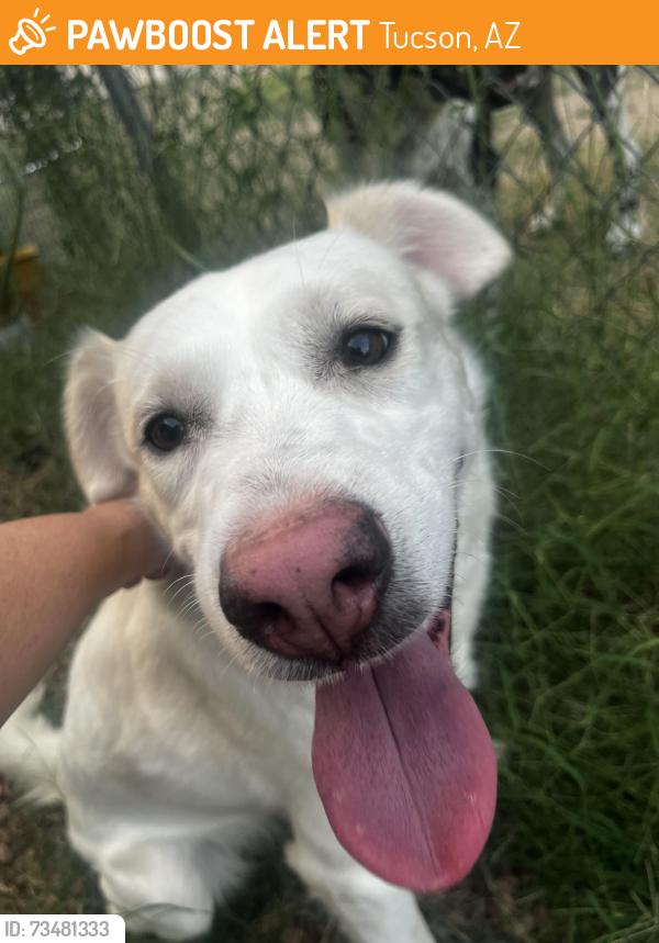 Found/Stray Male Dog last seen I10 and Miracle Mile, Tucson, AZ 85705