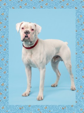 Shelter Stray Male Dog last seen , 1850 W 60th St, Los Angeles, CA 90047, USA
