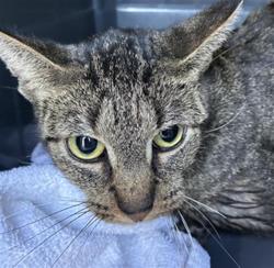 Shelter Stray Female Cat last seen Near, 5001 E Raymond St, Indianapolis, IN 46203, USA