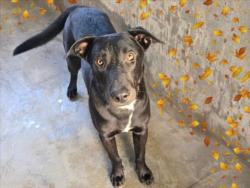 Shelter Stray Male Dog last seen , 14409 Vanowen St, Van Nuys, CA 91405, USA