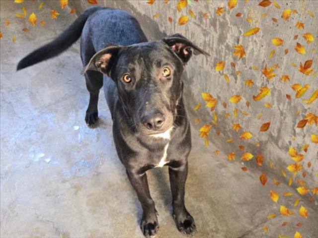 Shelter Stray Male Dog last seen , 14409 Vanowen St, Van Nuys, CA 91405, USA