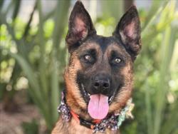 Shelter Stray Female Dog last seen , 957 N Gaffey St, San Pedro, CA 90731, USA