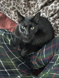 Lost Female Cat last seen Frazier Street between grace and foster, Baldwin Park, CA 91706