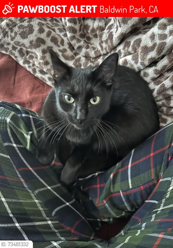 Lost Female Cat last seen Frazier Street between grace and foster, Baldwin Park, CA 91706