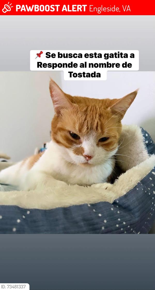 Lost Female Cat last seen Near, Engleside, VA 22309