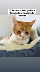 Lost Female Cat last seen Near, Engleside, VA 22309