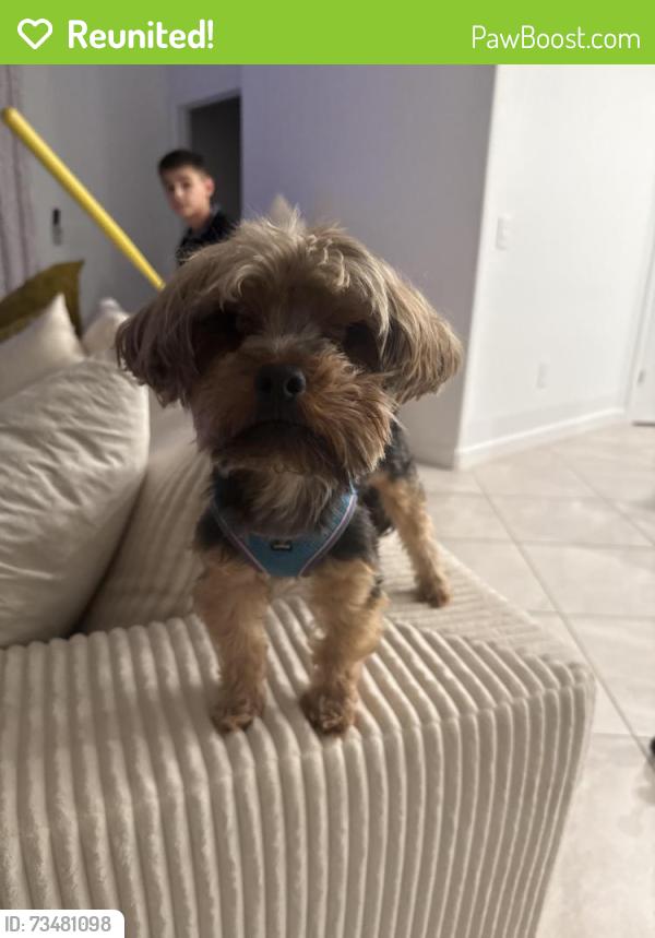 Reunited Male Dog last seen Route 64 and rye road, Bradenton, FL 34212