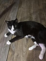 Lost Male Cat last seen Saddlebrook manufactured community, San Marcos, TX 78666