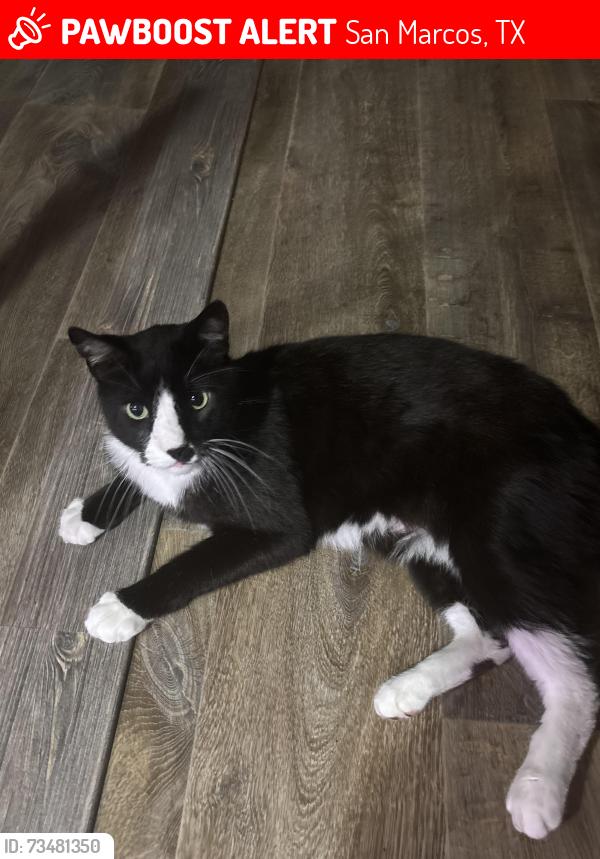 Lost Male Cat last seen Saddlebrook manufactured community, San Marcos, TX 78666