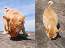 Reunited Male Cat last seen Near N Bagdad Rd, Leander, TX 78641, Liberty Hill, TX 78642