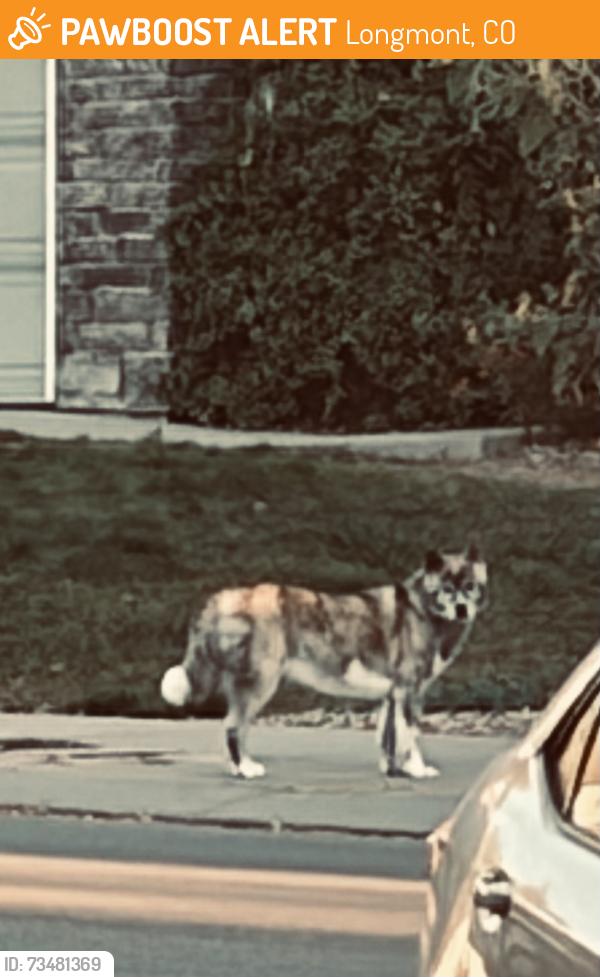 Found/Stray Male Dog last seen Airport Rd. / Clover Basin Ave., Longmont, CO 80503