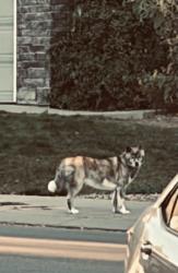 Found/Stray Male Dog last seen Airport Rd. / Clover Basin Ave., Longmont, CO 80503