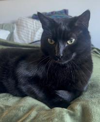 Lost Male Cat last seen Eastern Ave and 16th St., Silver Spring, MD 20910