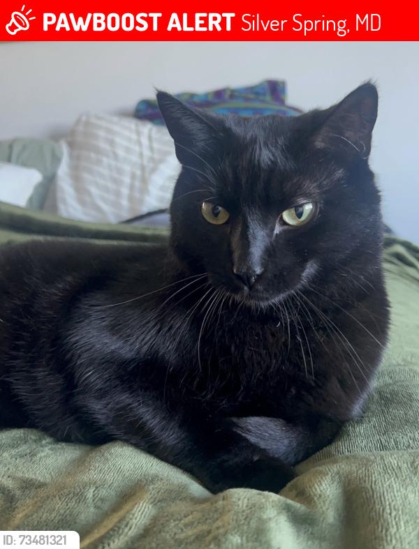Lost Male Cat last seen Eastern Ave and 16th St., Silver Spring, MD 20910