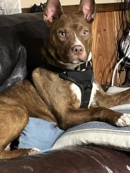 Lost Male Dog last seen The Pocket John's Mtn area, Gordon County, GA 30746