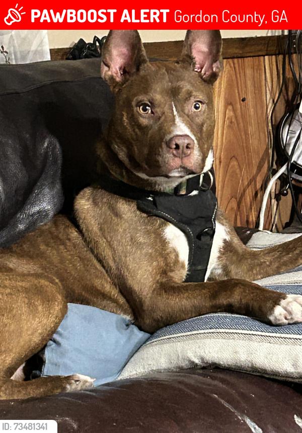 Lost Male Dog last seen The Pocket John's Mtn area, Gordon County, GA 30746