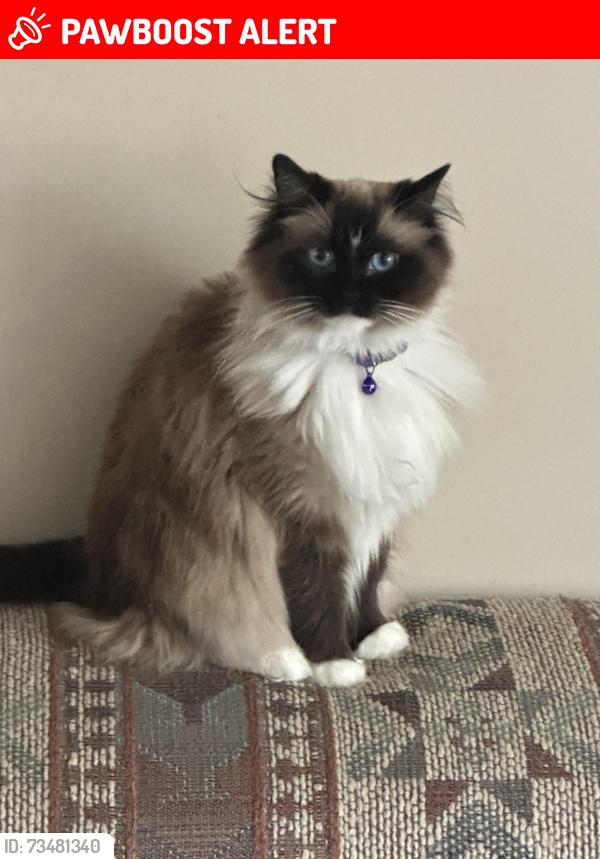 Lost Female Cat last seen behind Sunbury Rd Kroger, Sunbury Woods East, OH 43081
