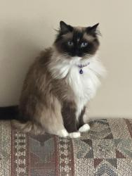 Lost Female Cat last seen behind Sunbury Rd Kroger, Sunbury Woods East, OH 43081
