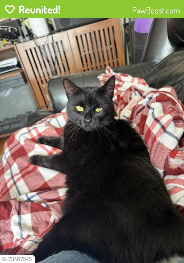 Reunited Female Cat last seen Rogers St and Andrea Drive/Babicz Rd, Tewksbury, MA 01876