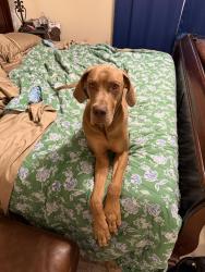 Reunited Male Dog last seen Louisiana St, Manvel, TX 77578