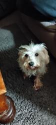 Reunited Male Dog last seen Vernor and West Grand Blvd, Detroit, MI 48208
