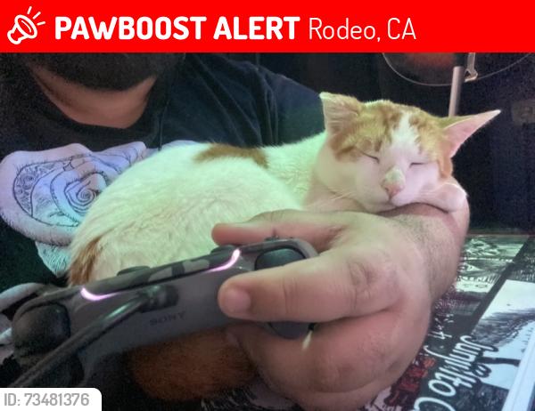 Lost Male Cat last seen Lake Avenue, Rodeo, CA 94572