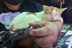 Lost Male Cat last seen Lake Avenue, Rodeo, CA 94572